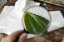 A lupa é usada pelos alunos para captar os mínimos detalhes das plantas. 