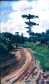 Caminho (1918)
<br/>
<br/>
 0,493 x 0,303m - Coleção particular
<br/>
Retrata paisagem tipicamente paranaense, vendo-se em primeiro plano o caminho que segue em curva da direita para esquerda, em tons de terra de siena natural,terra de siena queimada, ocres e sombras em pinceladas esparsas e seguindo a curva. Sobre o caminho, no fim da curva, duas figuras humanas, uma masculina, trajes escuro esverdeados e outra feminina, trajando veste azulada com mangas brancas.

	

