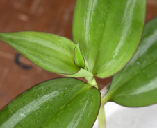 Plantas nativas brasileiras são usadas nas aulas. 