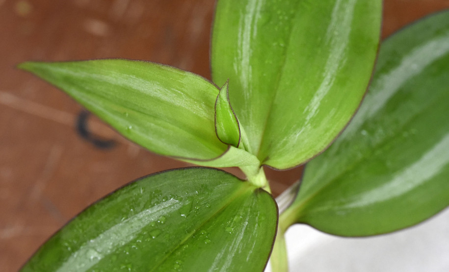 Plantas nativas brasileiras são usadas nas aulas.